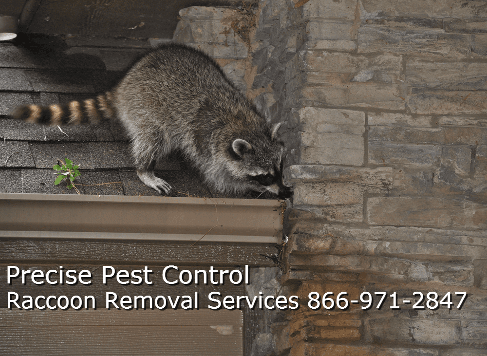 Raccoon Removal Passaic, NJ & Bergen County, NJ | Precise Pest Control