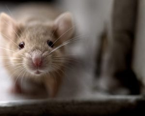 Contact a mouse control professional today if you believe you are experiencing a mouse infestation in your home