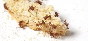 Carpenter Ant Diet