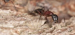 Carpenter Ant Habitat