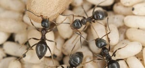Carpenter Ant Reproduction