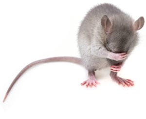 Precise Pest Control is a full-service exterminator specializing in rodent and mouse control