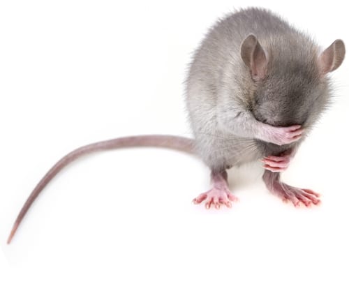 Precise Pest Control, is a full-service exterminator specializing in rodent and mouse control