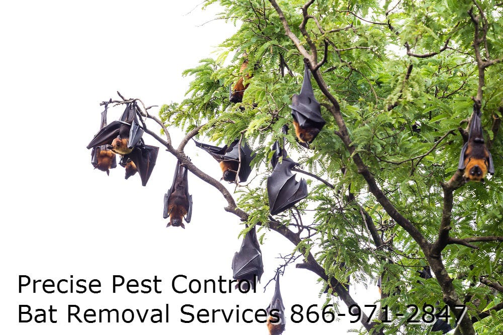 New Jersey Bat Removal
