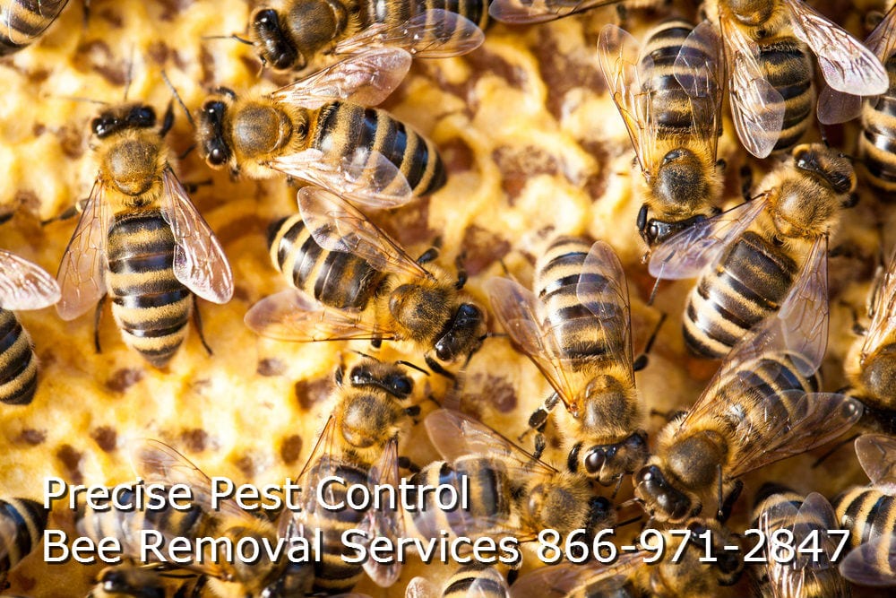 New Jersey Bee Removal