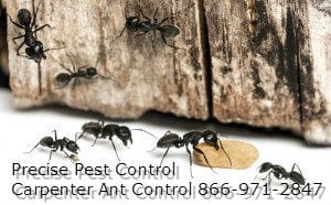 bergen county carpenter ant removal