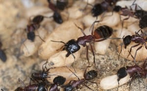 Passaic County Ant Removal