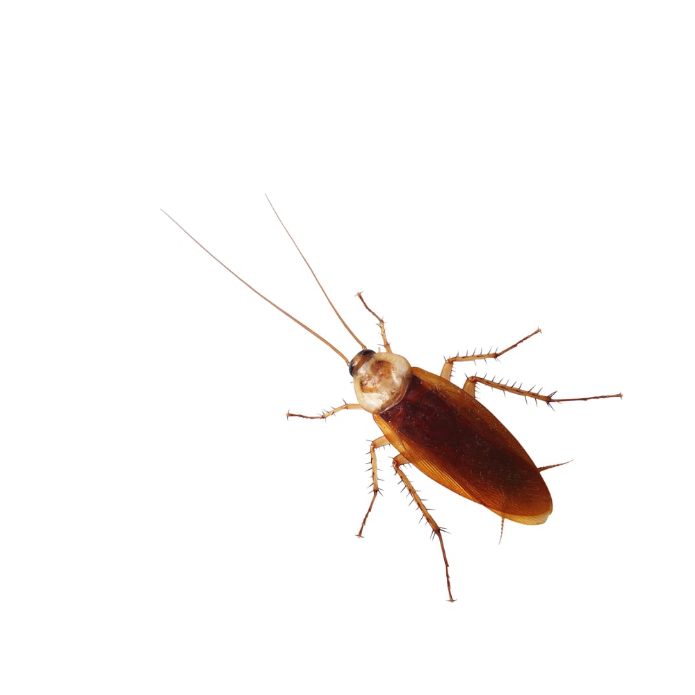 New Jersey Roach Exterminator