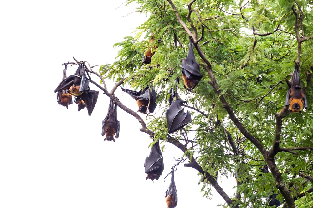 New Jersey Bat Removal