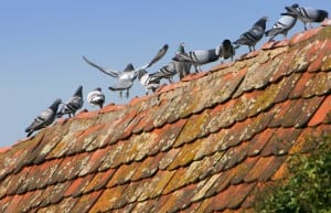 Bergen County Bird Control