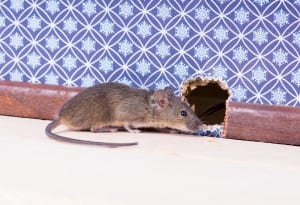 Bergen County Rodent Removal