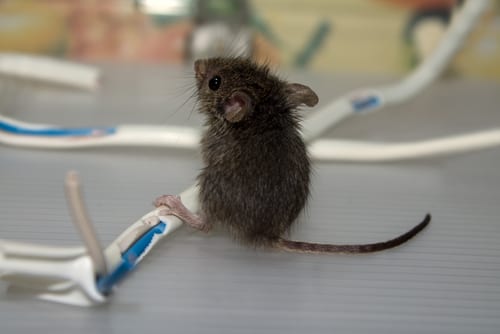 Mice can cause damage to a home’s electrical wiring, which is a major fire hazard