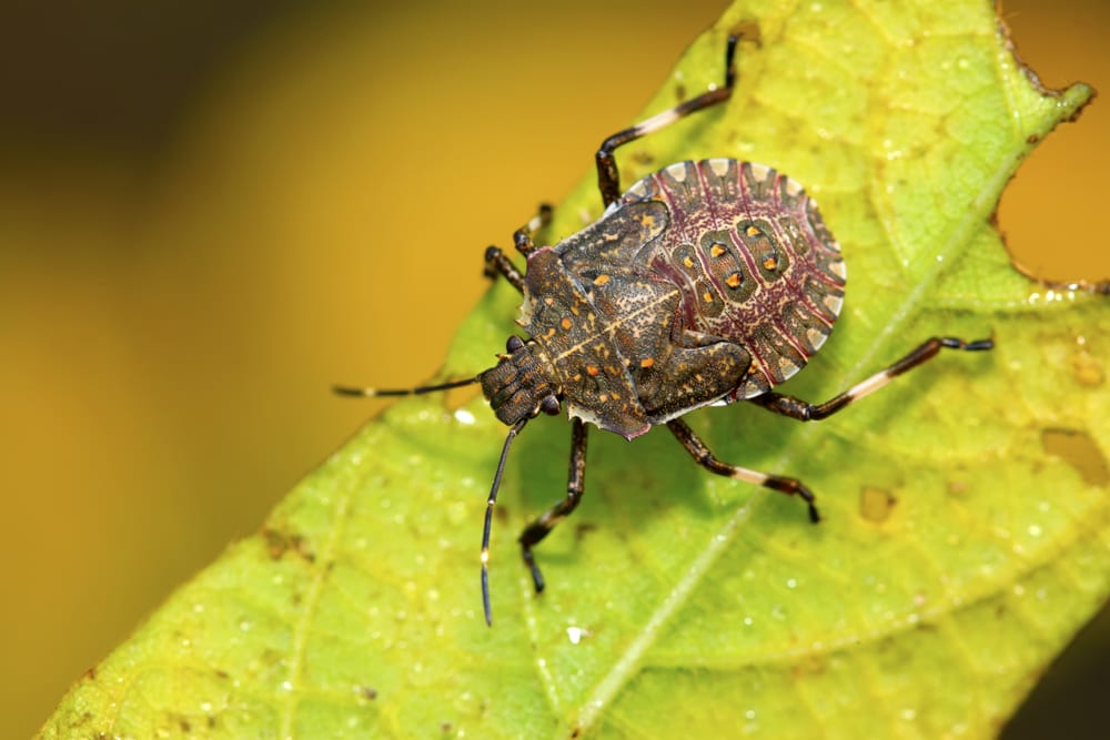 Stink Bug Control in New Jersey