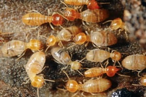Bergen County termite control