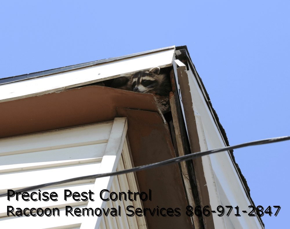 Passaic County Raccoon Removal