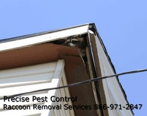 Passaic County Raccoon Removal