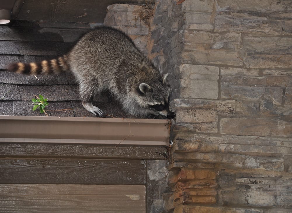 Bergen County Raccoon Removal