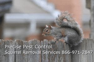 New Jersey Squirrel Removal
