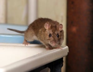Remove mouse from Bergen County home