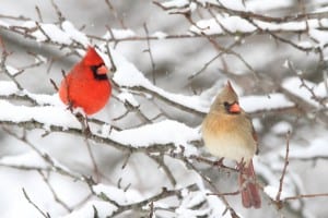 Bergen County birds nesting in winter