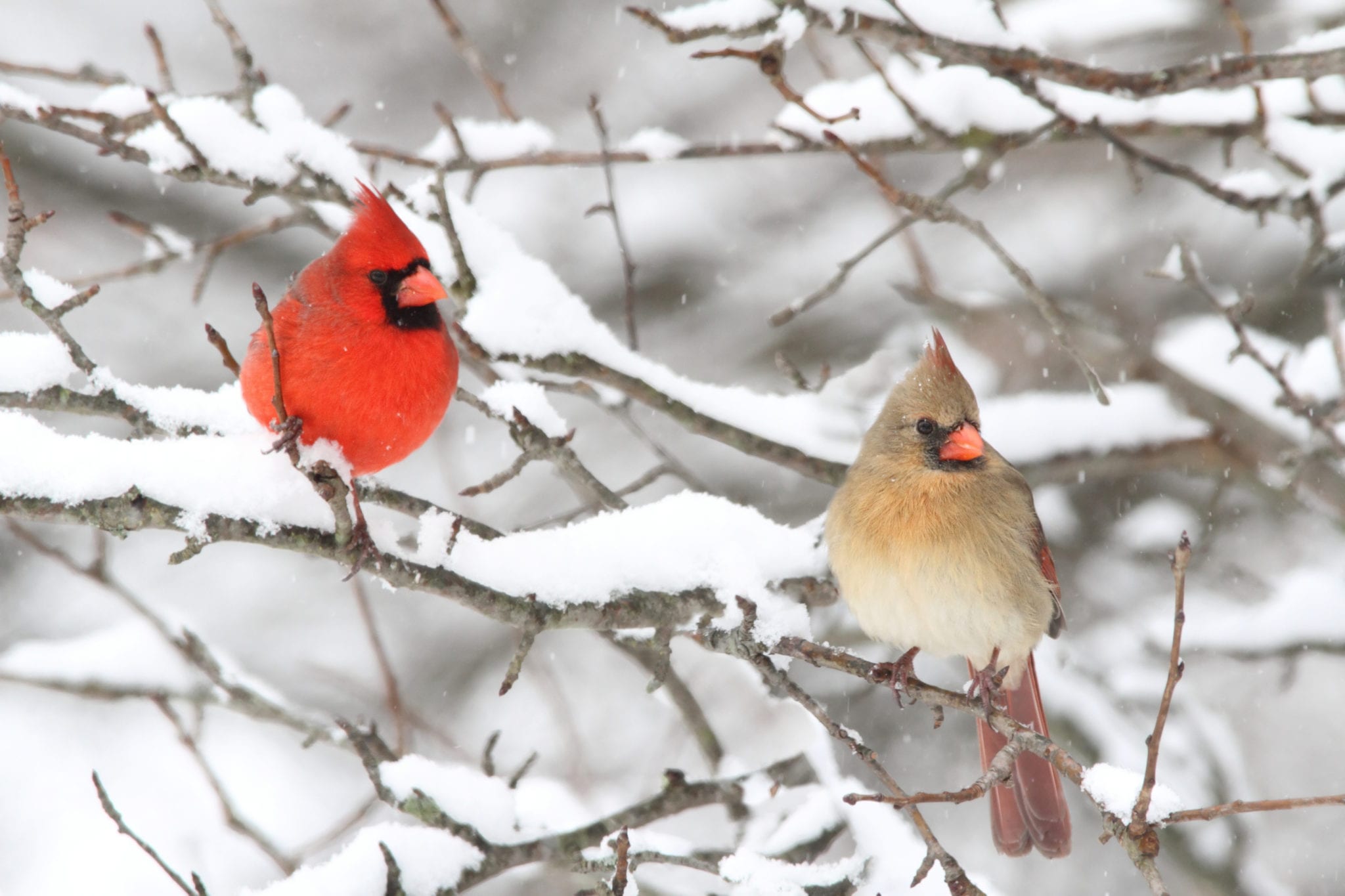 winter-birds-nj