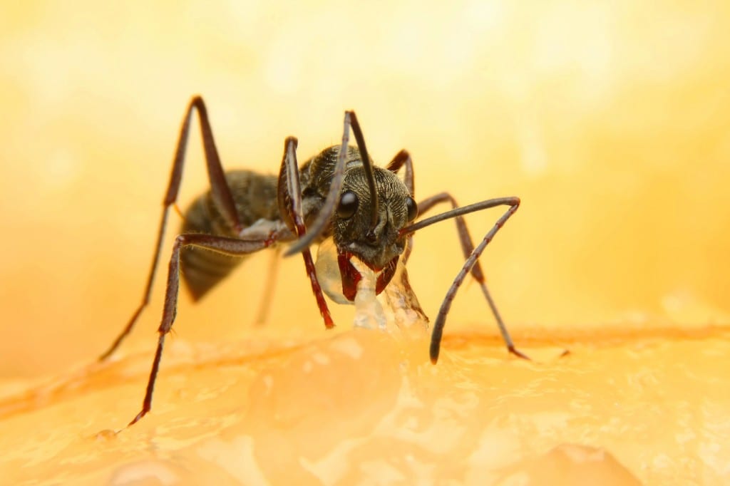 ant removal new jersey Precise Termite & Pest Control
