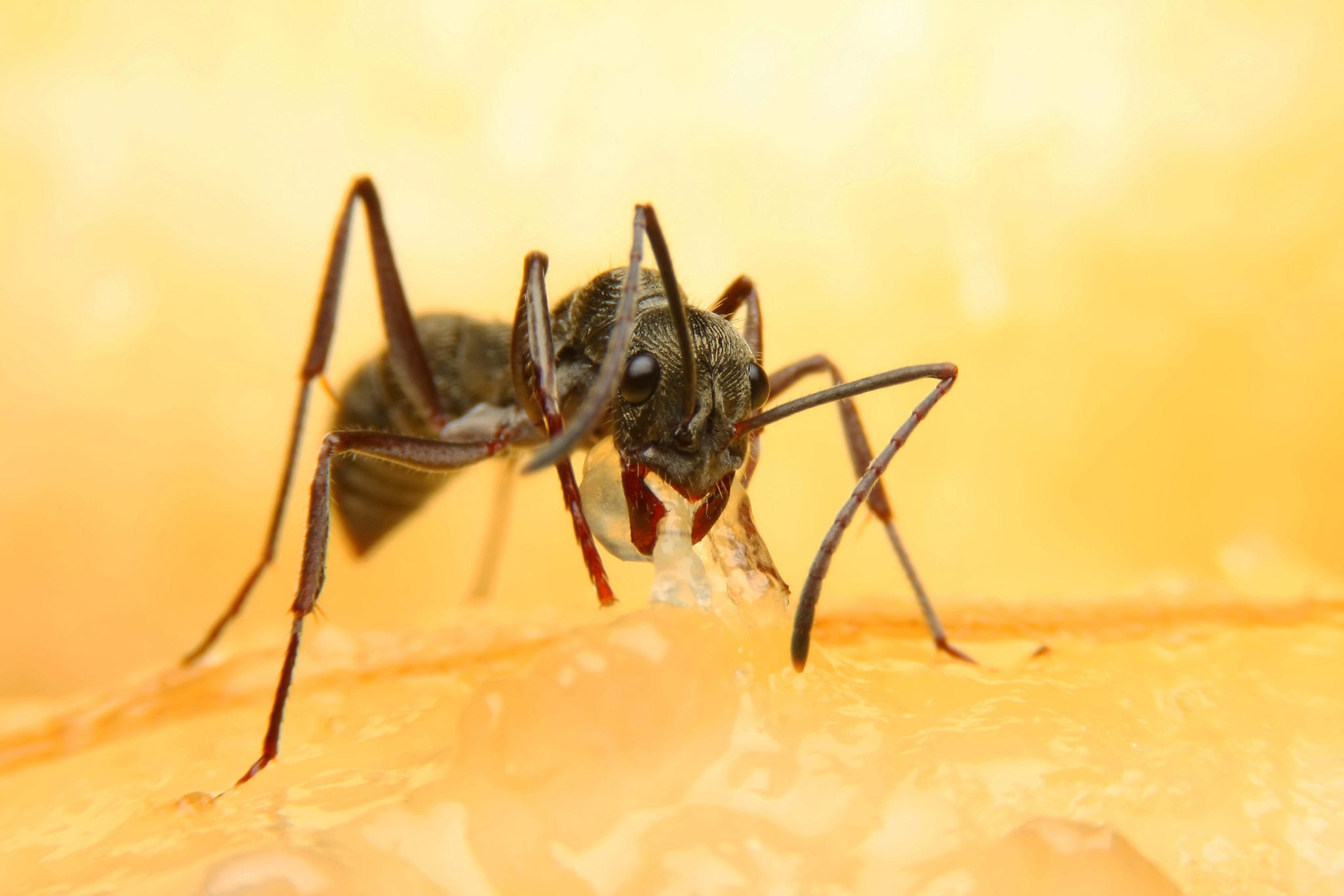 new-jersey-ant-removal