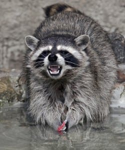 raccoon pest control bergen county