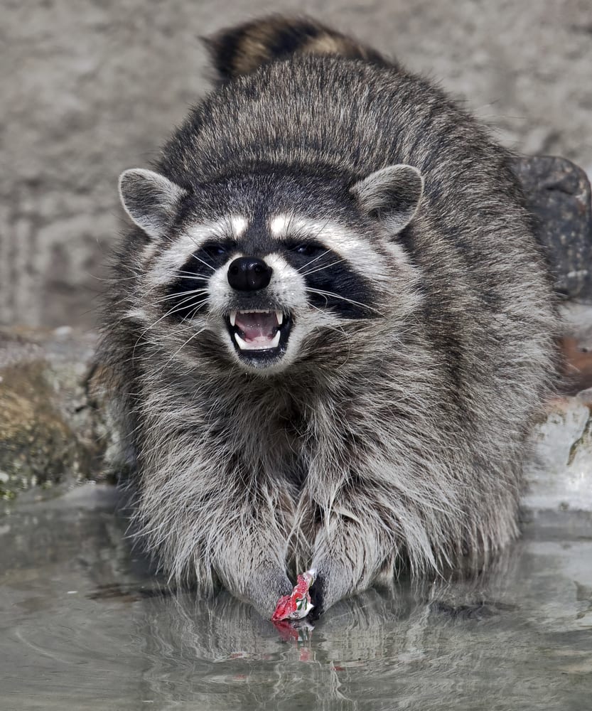 raccoon pest control NJ