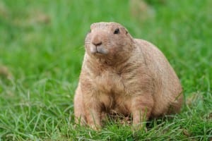 History of Groundhog Day