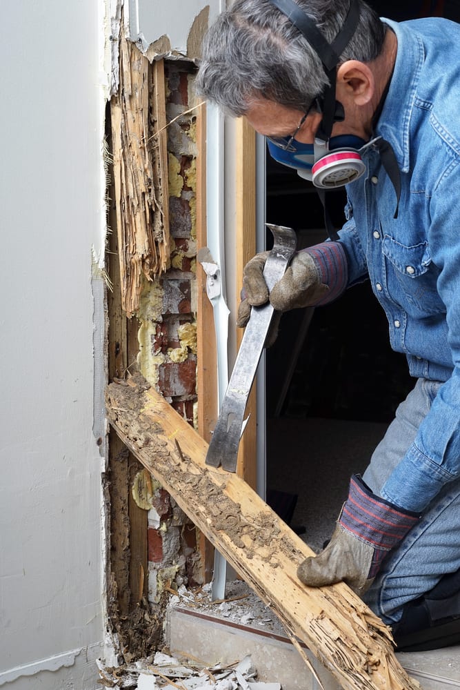 Termite Control NJ