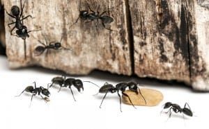 ant control Bergen County