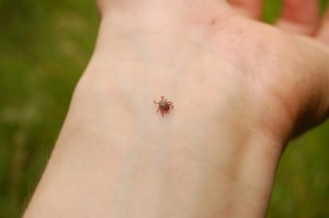 Passaic County Tick Control