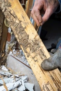 Bergen & Passaic County Termite Control