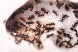 Carpenter Ant Removal Bergen County