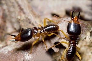 Bergen County Termite Control 
