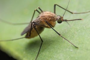 Close-up of a mosquito on a leaf, illustrating mosquito behavior in New Jersey