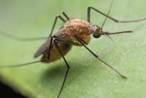 Bergen County Mosquito Control
