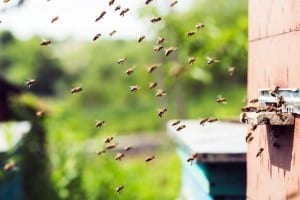 Bergen county bee removal