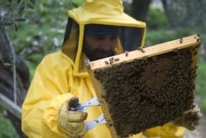 bee removal passaic county