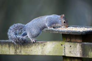 squirrel removal bergen county