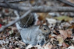 bergen county squirrel control services