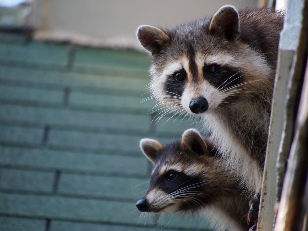 How to Safety Remove Raccoons