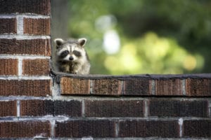 Racoon control and solutions for your home