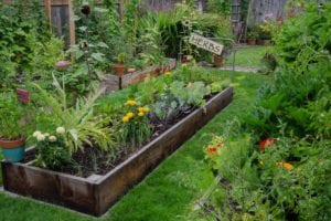 Preventing Garden Pest