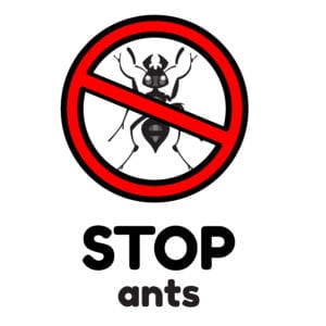 Prevent Carpenter Ant Damage to Your House