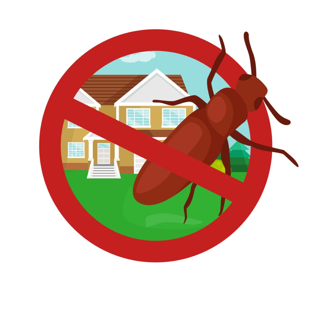 Prevent Carpenter Ant Damage to Your House