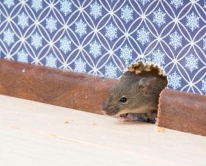 A Mouse Peaking His Head Out of A Hole in a Wall