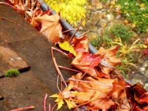 Keep pests away from your home by regularly cleaning out your gutters