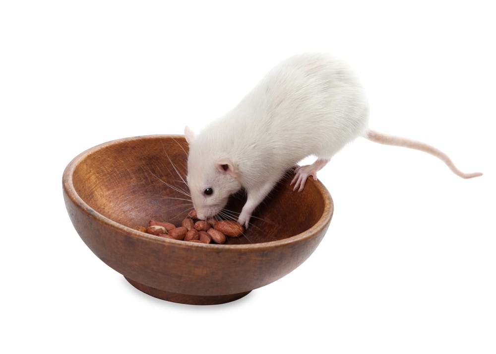 Keep mice out of your home with these mouse control tips